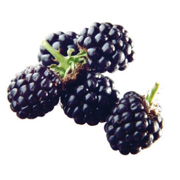 Blackberry Puree x 1 kg malta